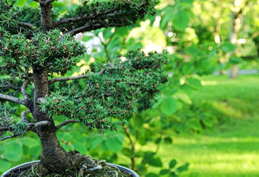 Call Tree Service Serving Richmond Hanover Ashland And Surrounding Areas