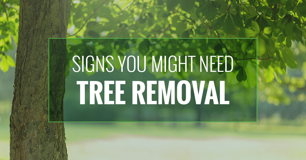 Tree Removal Richmond Early Signs Your Tree Need to Be Removed