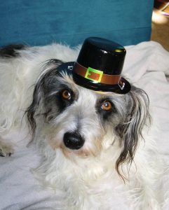 Happy Thanksgiving, Pilgrim!