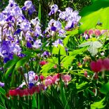 Cedar Hill Garden