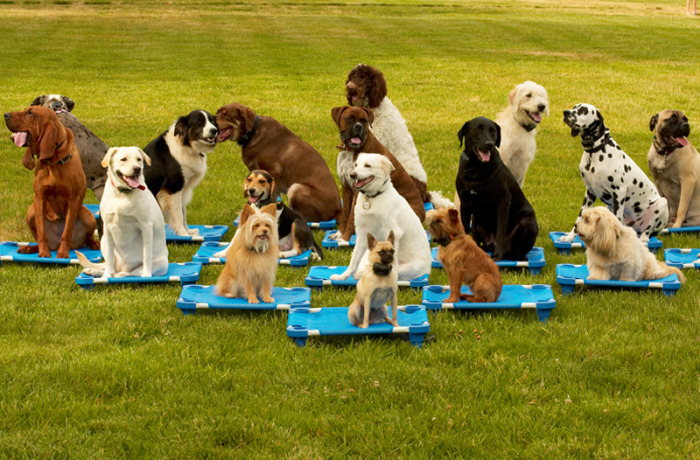 Group Classes - Cincinnati - Dog Trainers - Cincinnati Dog Wizard