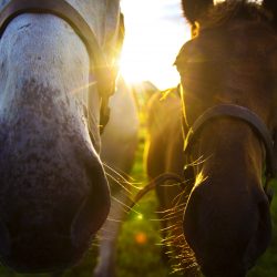 Horse Stables & Horse Farm at Clover Hill Farm in KY