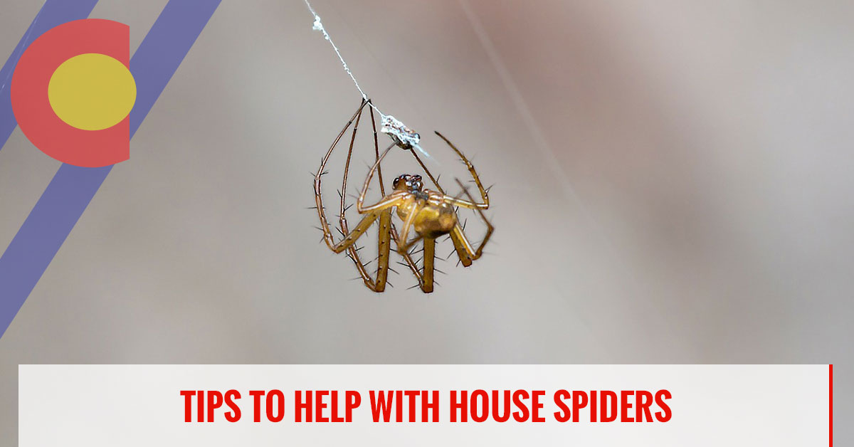 Pest Control Englewood Managing House Spiders