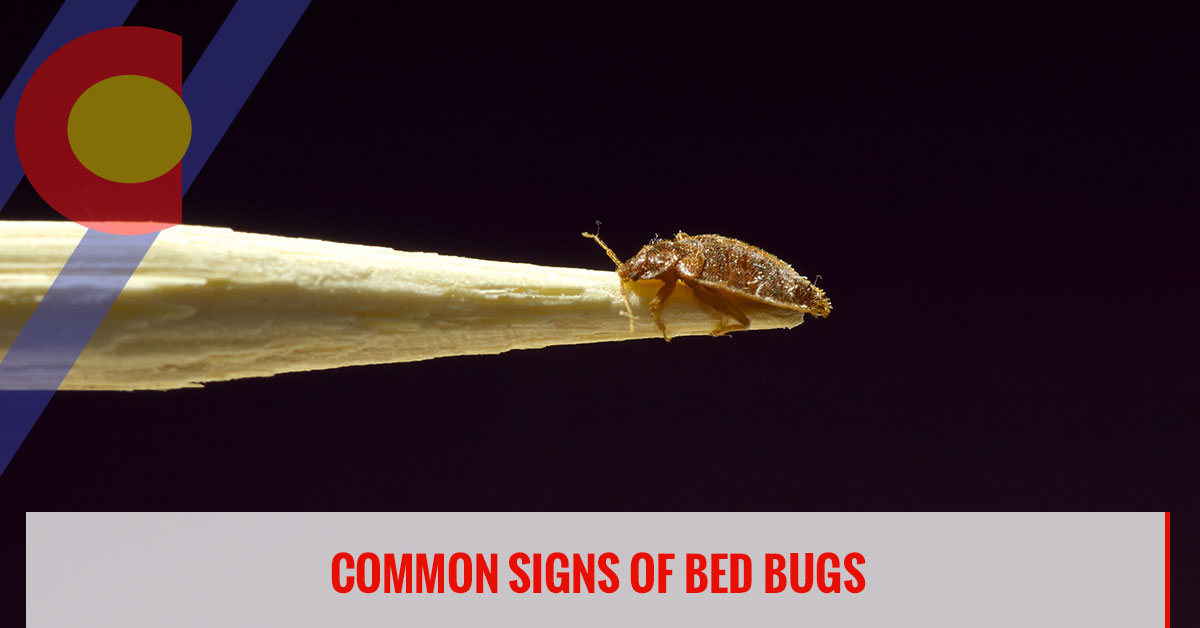 bed bugs signs
