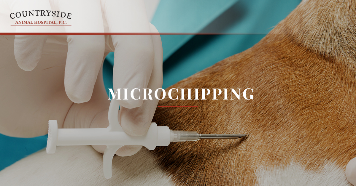 Dogs Microchip Details at Brenda Smith blog