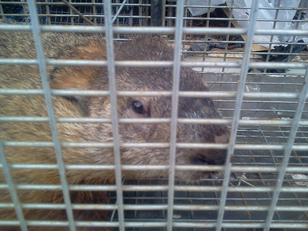 Groundhog Removal Safe, Humane Animal Removal In Knoxville Critter