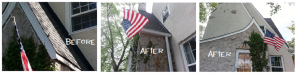 bird removal services knoxville tn