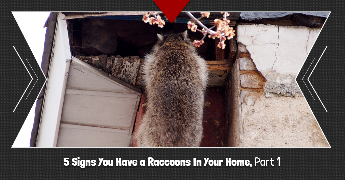 Wildlife Control Knoxville 5 Signs You Have a Raccoons In Your Home, Part 1