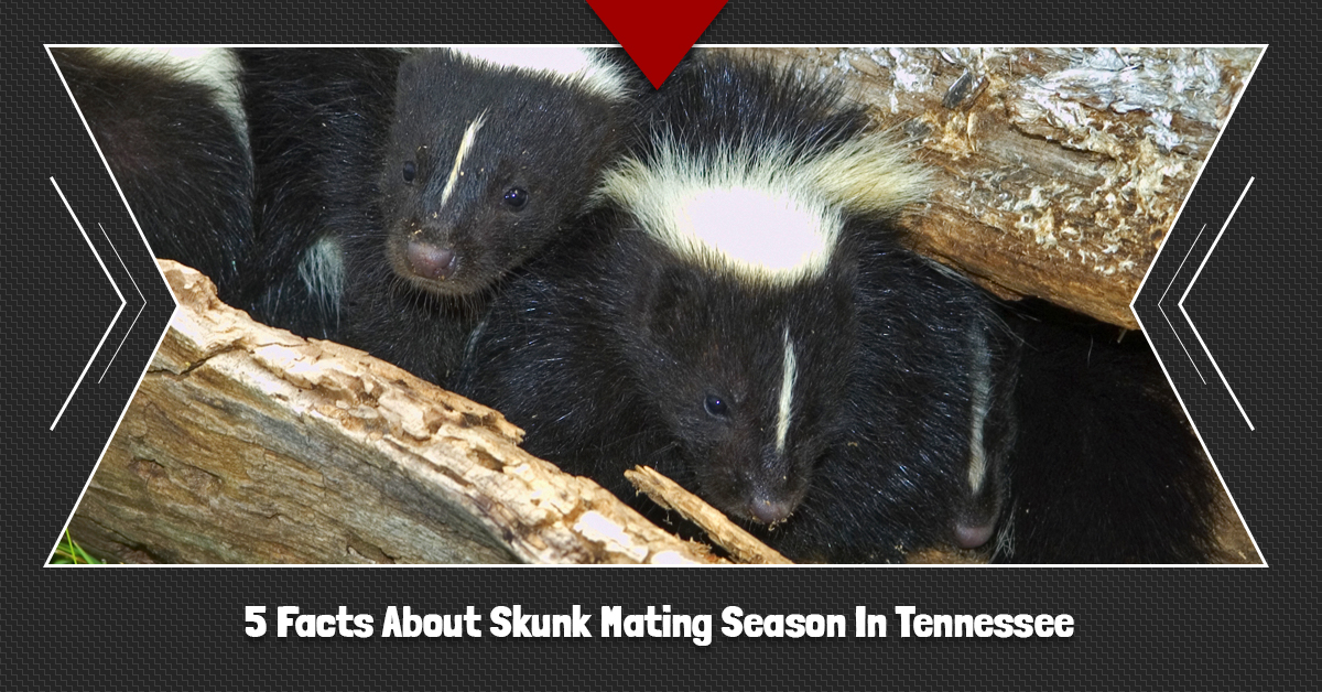 Wildlife Control Knoxville: 5 Facts About Skunk Mating Season In Tennessee