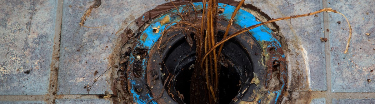 Image of a drain with plant limbs tangled