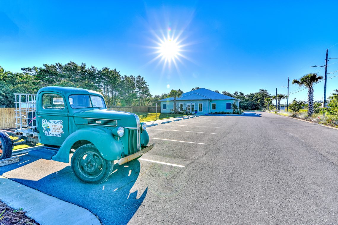 Animal Hospital Panama City Beach | Vet Care FL | Pet ...