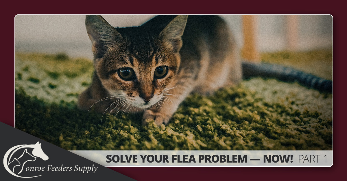 Flea Prevention In Conroe Tx How Did Your Pets Get Fleas