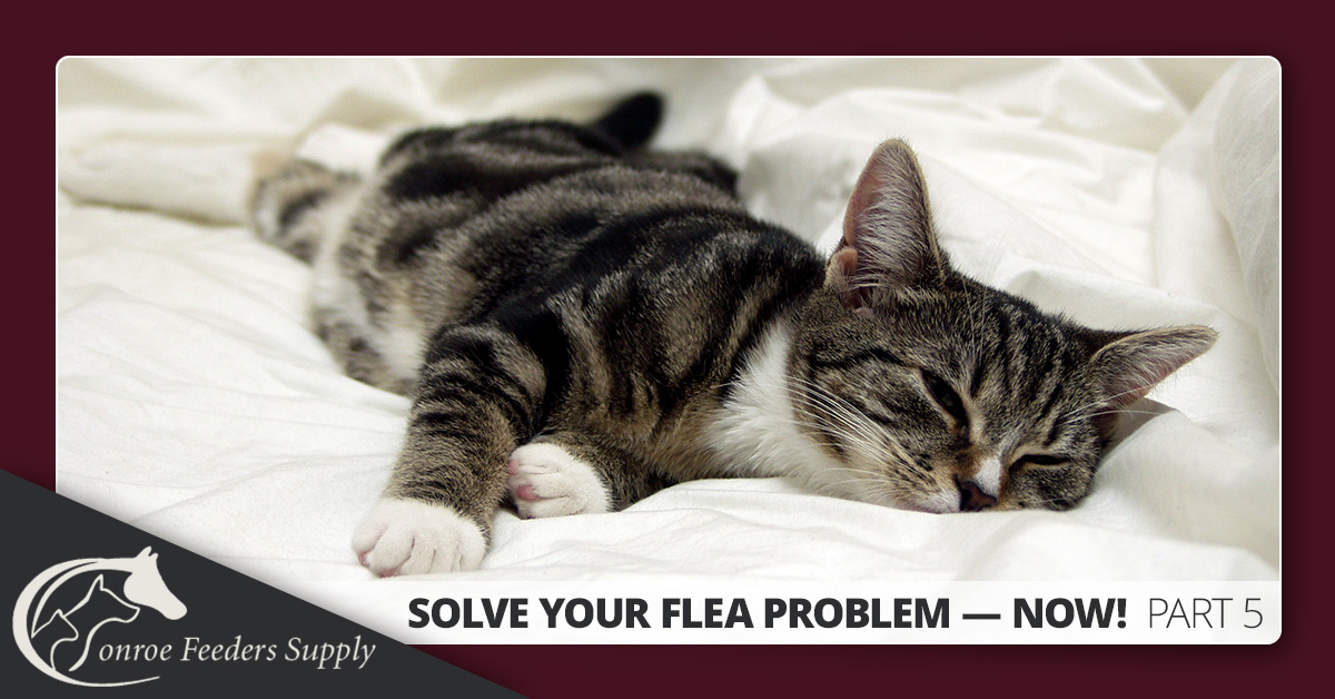 Flea Control In Conroe Texas Where Do Fleas Live Conroe Feeders
