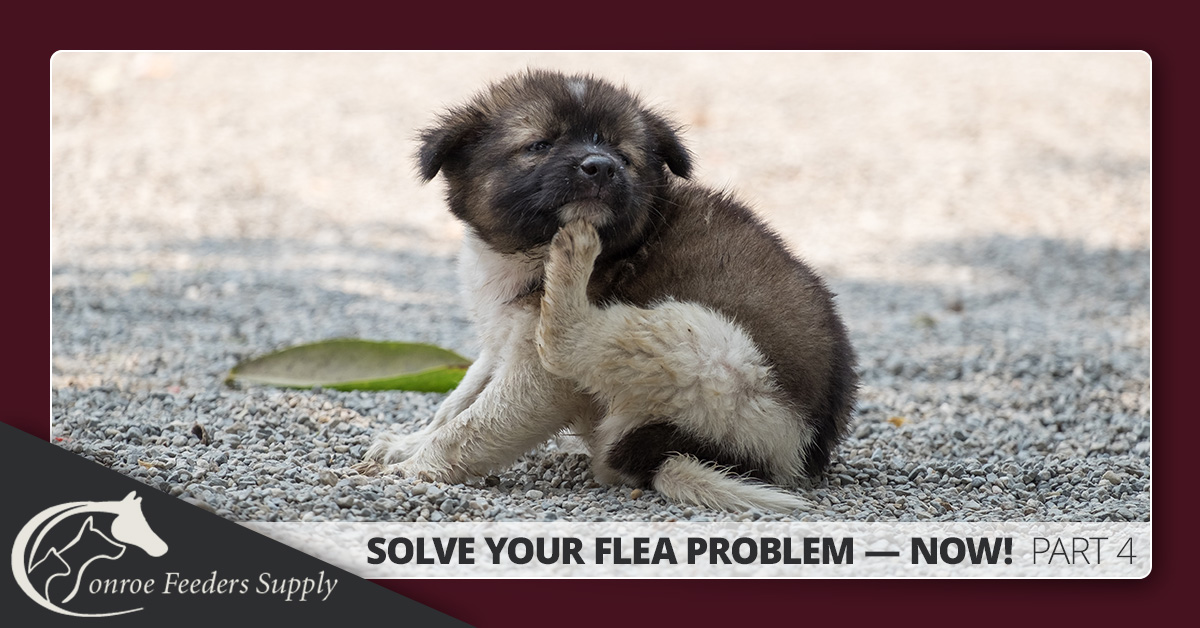 Flea Prevention In Conroe Texas Understand The Flea Life Cycle