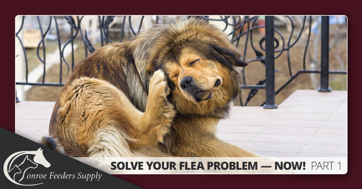 Flea Infestation Treatment In Conroe Tx Flea Associated Problems