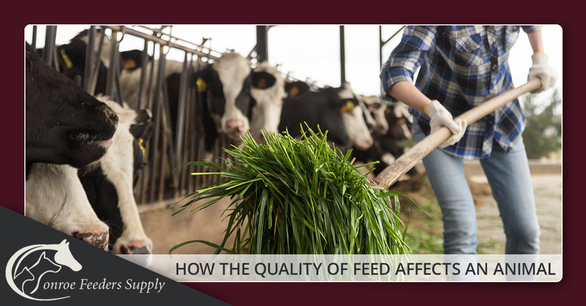 Animal Feed Conroe How The Quality Of Feed Affects An Animal