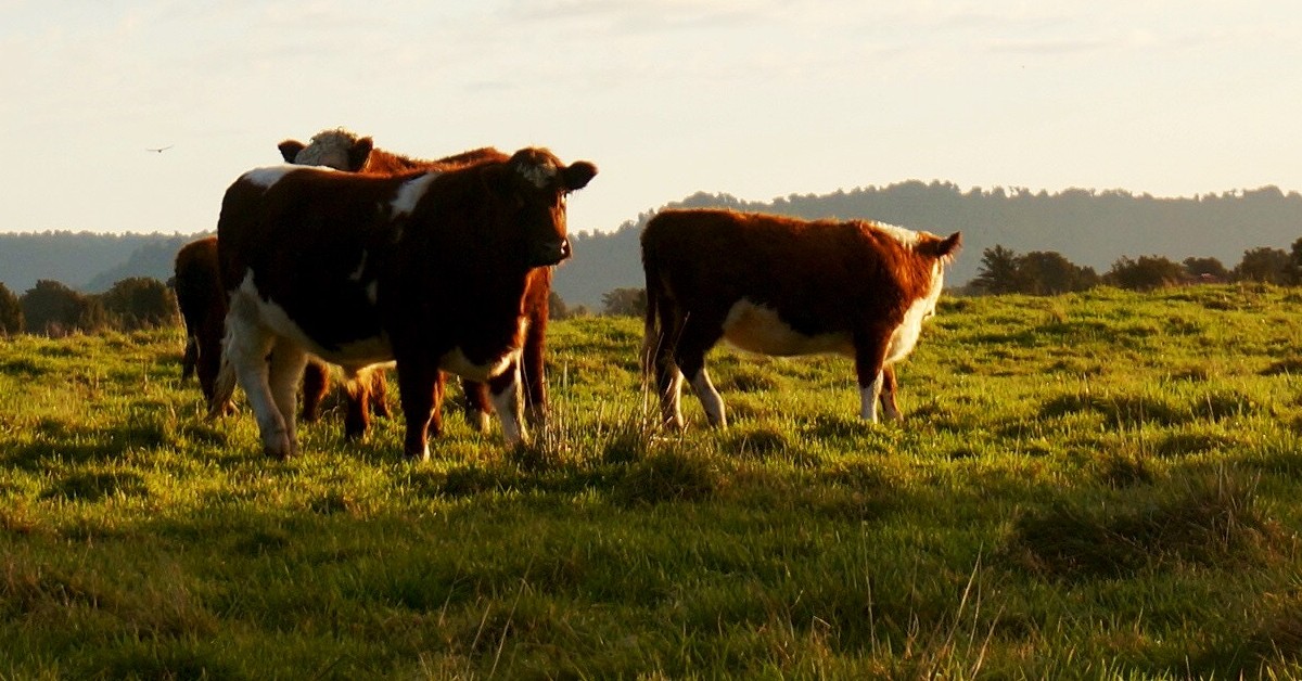 Pasture Maintenance Tips Grow Through Summer Conroe Feeders