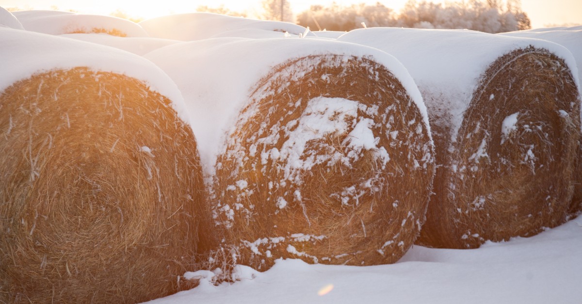 Livestock Care Prepare Your Ranch For Winter Conroe Feeders