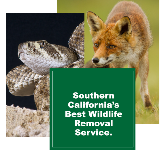 Temecula - Critter Removal Services | Wildlife Removal Services