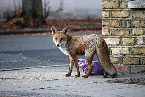 fox-urban