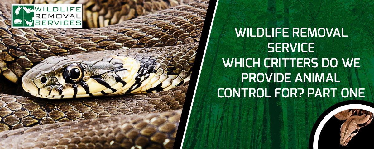 Wildlife Removal Our Animal Control Breakdown Wildlife