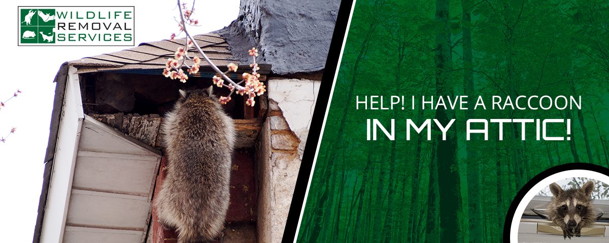 Wildlife Trapping and Eviction Help! I Have a Raccoon in
