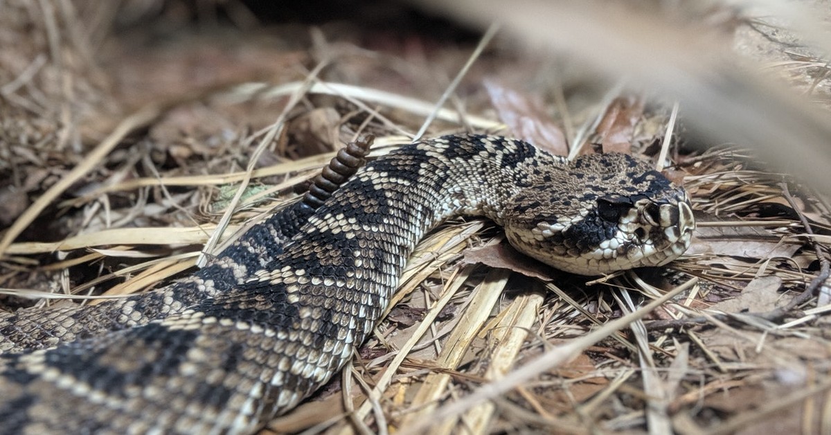 Snake Removal San Diego Rattlesnake Biology I Wildlife