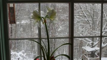 How To Insulate Your Windows This Fall, Go Green Windows