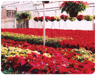 greenhouse2_03