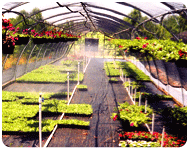 greenhouses02