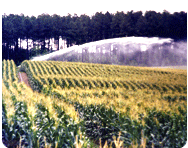 rowcrops