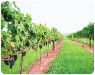 vineyard_03