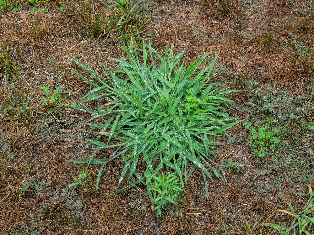 Crab Grass Control Protect Your Lawn Green Sphere