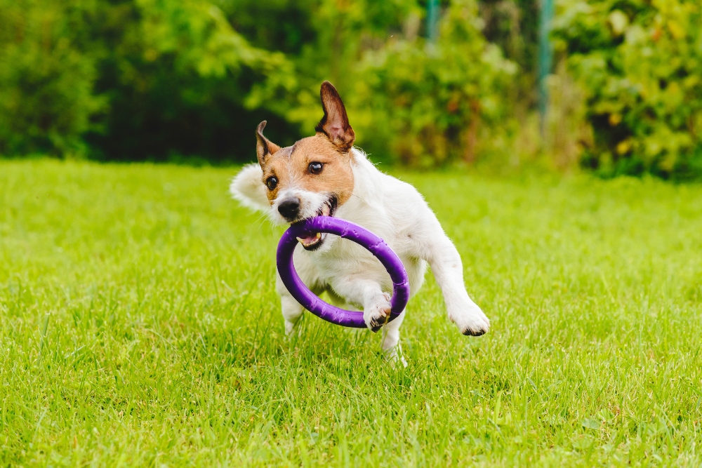 is nitrogen fertilizer bad for dogs