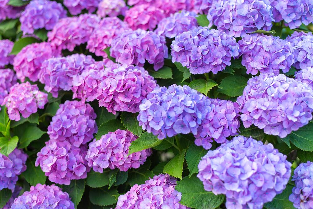  5 Perennial Flowers to Plant this Summer in Your Northeastern Garden