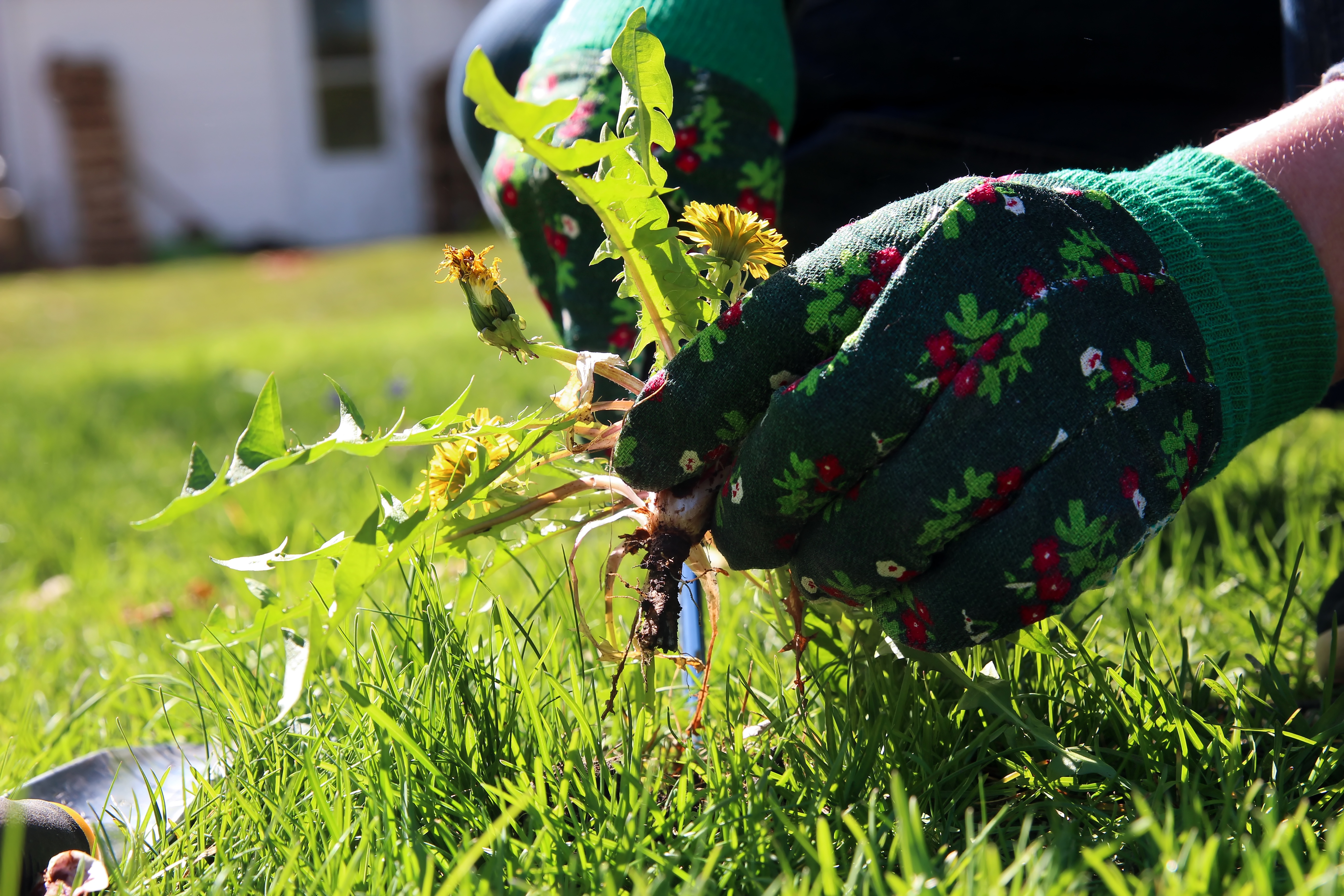 Weeding & Feeding 101: Know Before You Seed - Green Sphere Lawn Care