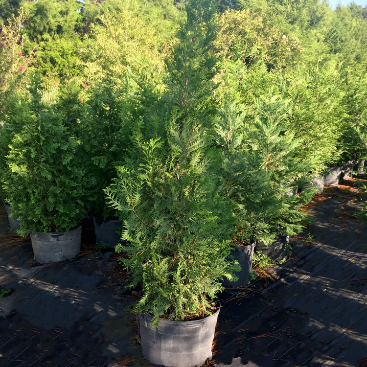 15 gal Leyland Cypress Was $65.00 Now $45.00 