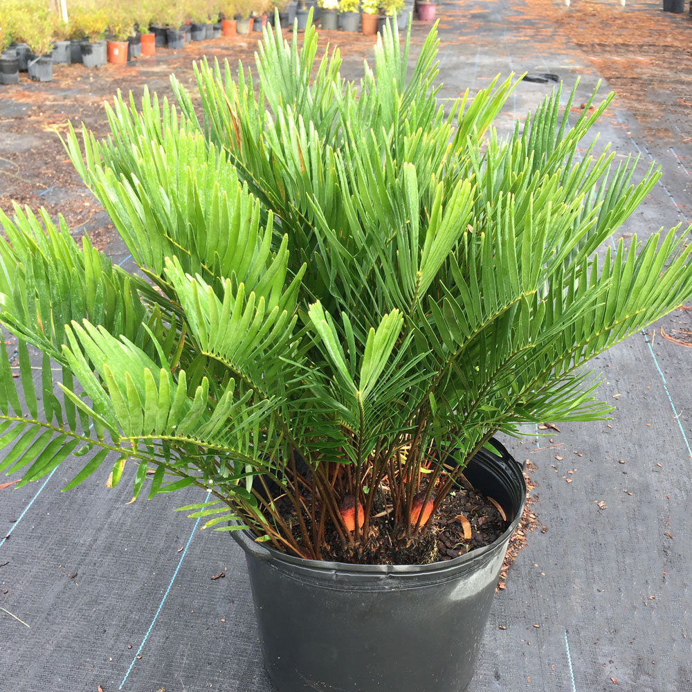 7g-coontie-palm