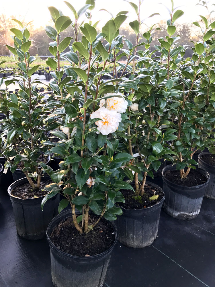 3g-camellia-brushfields-yellow