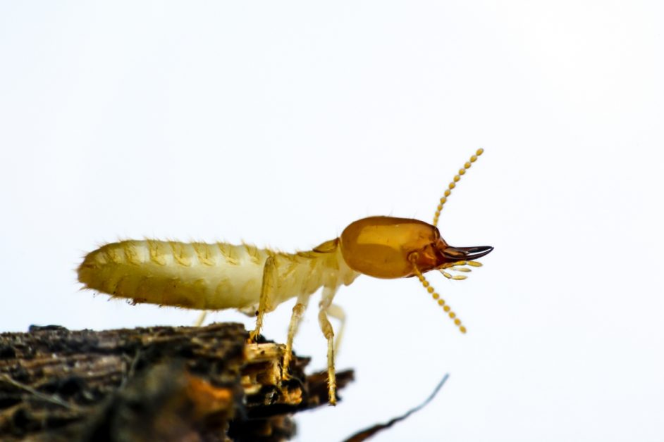 Hi Tech Termite Control Updated Availability 35 Photos 169