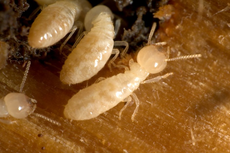 What Attracts Termites To My House In Florida Termite Attractants