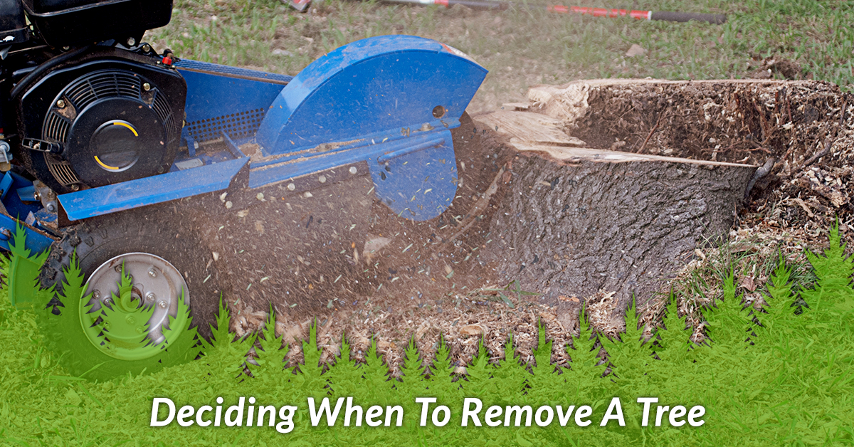 Professional Tree Service Elmhurst Deciding When To Remove A Tree