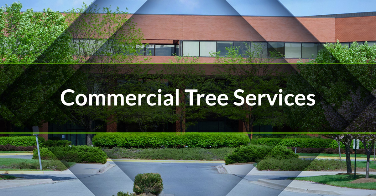 About Our Tree Services In Illinois - Learn More | J&S Tree Service, Inc.