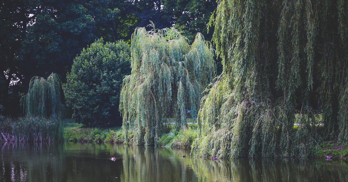 weeping willow tree
