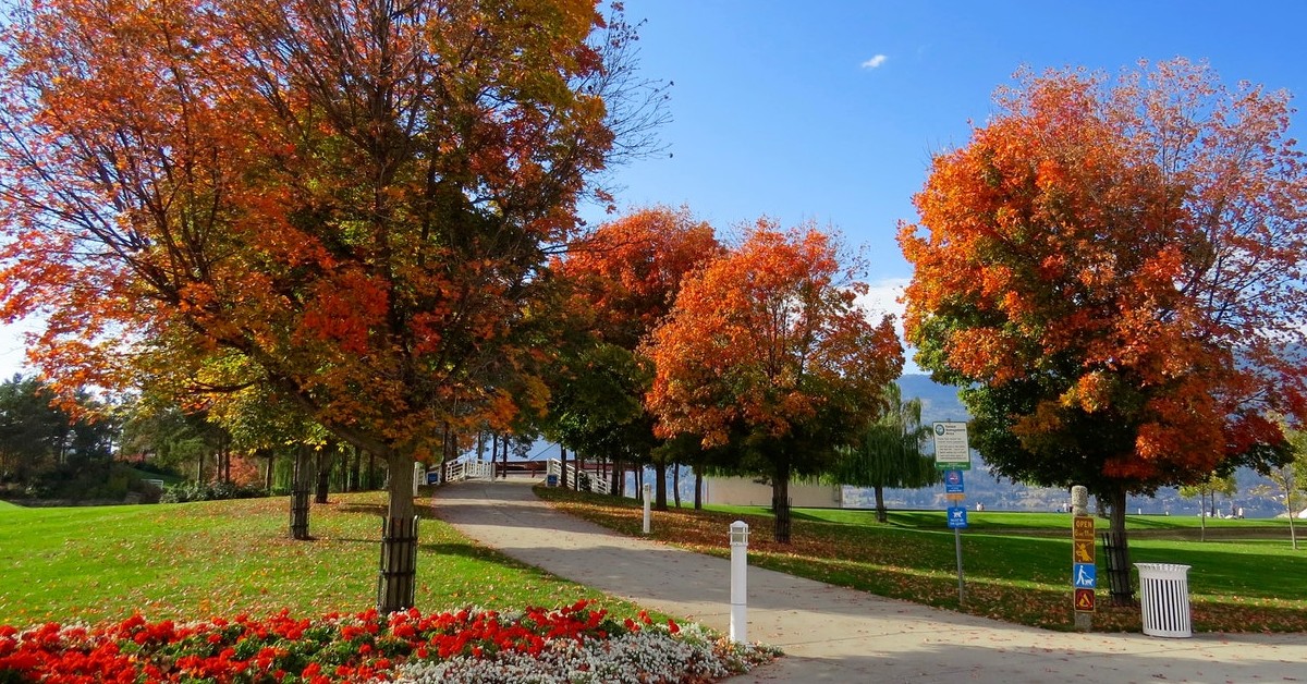 sugar maple trees chicago j&s tree service