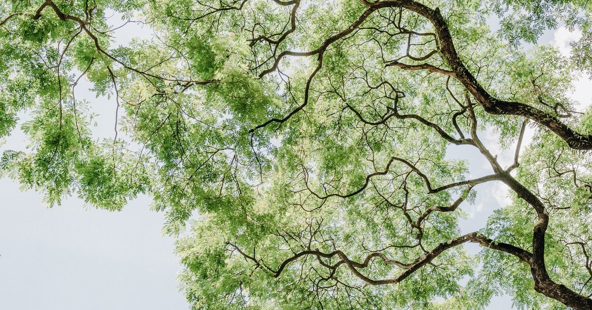 tree of heaven j&s tree service chicago tree trimming