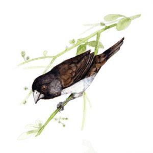 White-rumped Munia