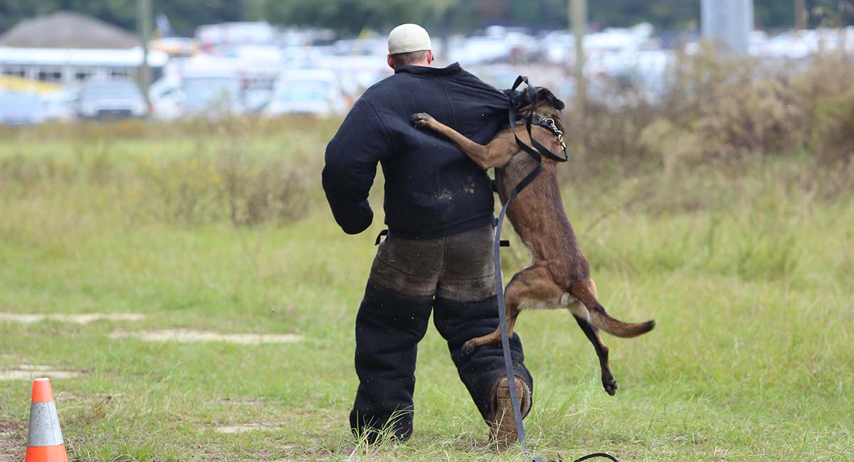 Protection Dog Training Training A Dog For Protection Kelevra K9
