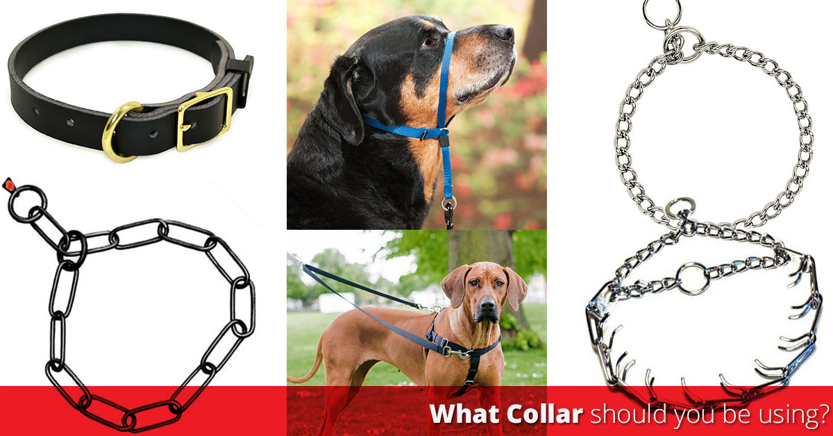 Which Dog Training Collar Is The Best? How To Choose The Right Collar