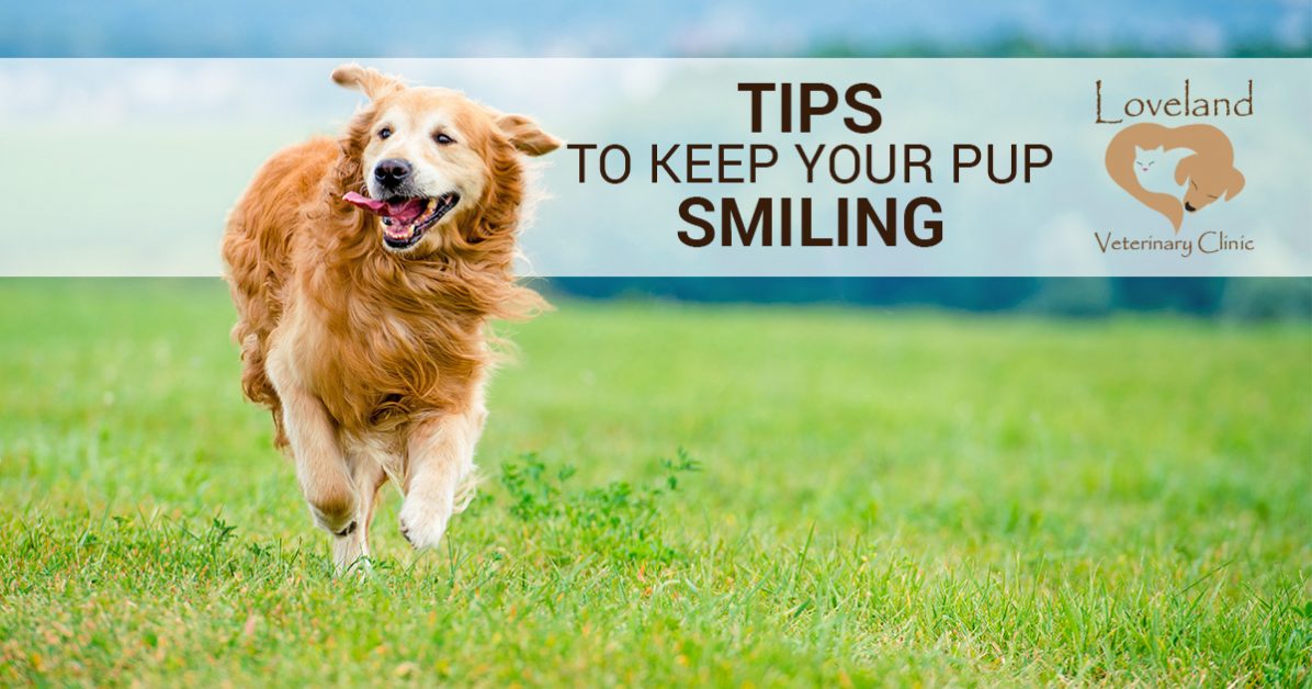 dog check ups near me